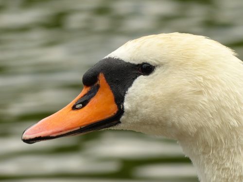 swan bird animal