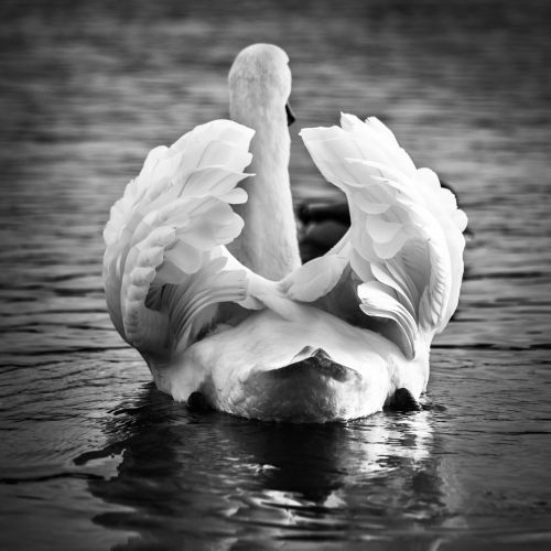 swan mute swan wildlife