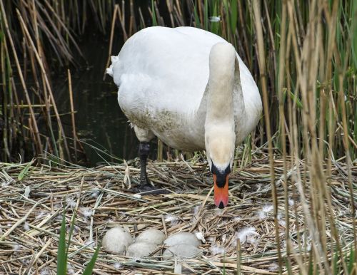 swan eggs b