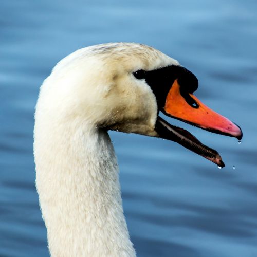 swan animal water