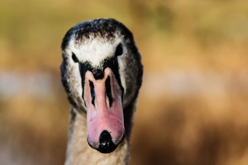 swan animal water