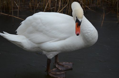 swan mute swan lake