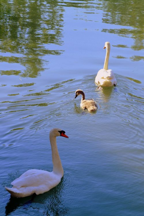 swan family lake