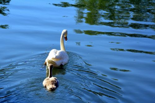 swan family lake