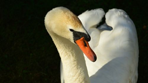 swan portrait summer