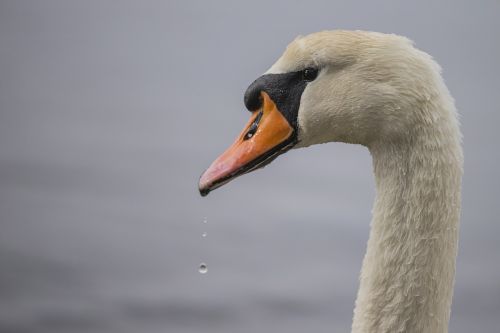 swan beak white