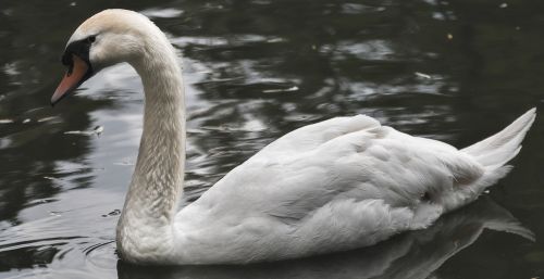 swan park water