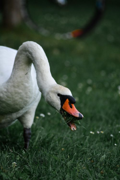 swan nature grass
