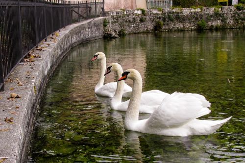 swan swans cygnus