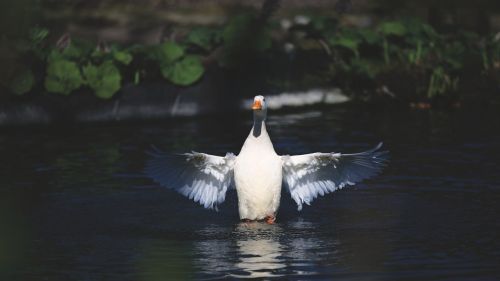 swan duck white