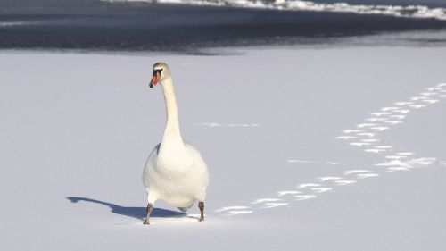 swan duck white