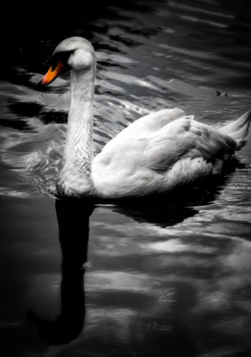 swan river park