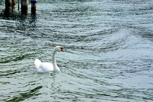 swan water choppy