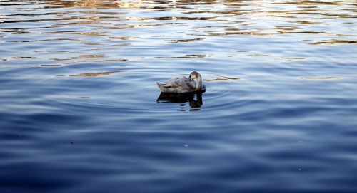 swan water lake