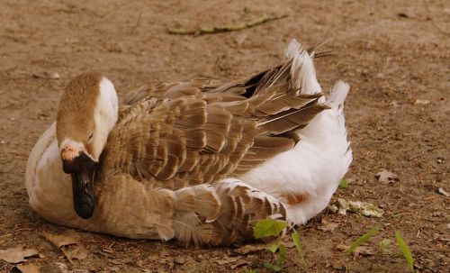 swan ground bird