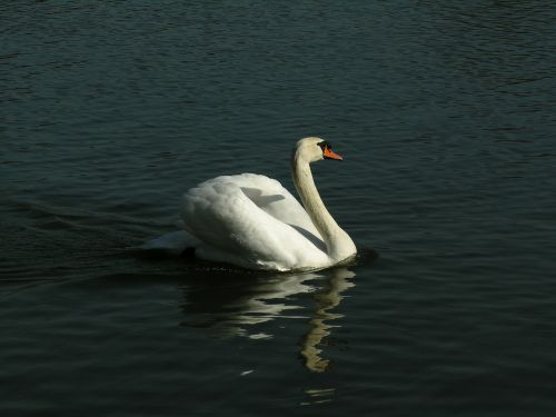 swan animal waters