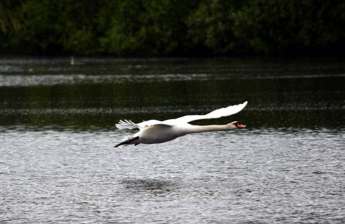 swan flight fly