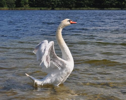 swan bird outside