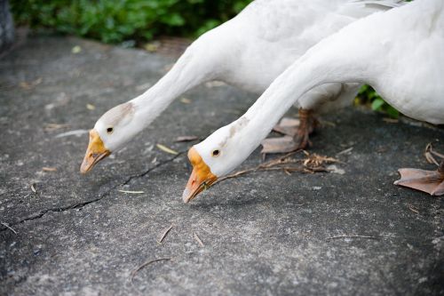 swan white nature