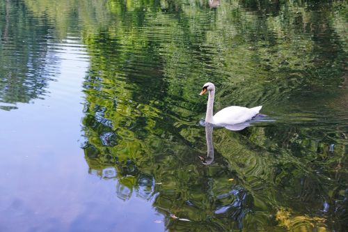 swan bird danube