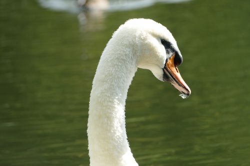 swan mute swan species