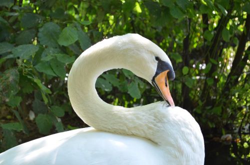 swan laguna albania