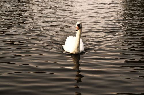 swan pond lake