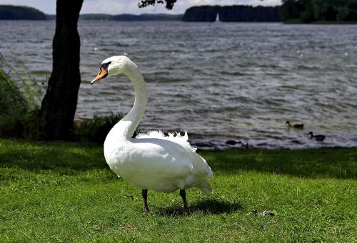 swan swans case