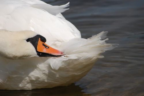 swan bird the head of the