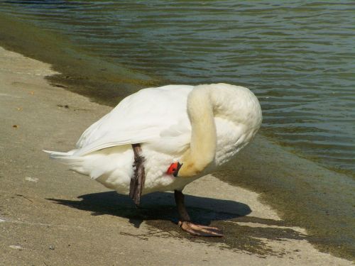 swan preening water bird
