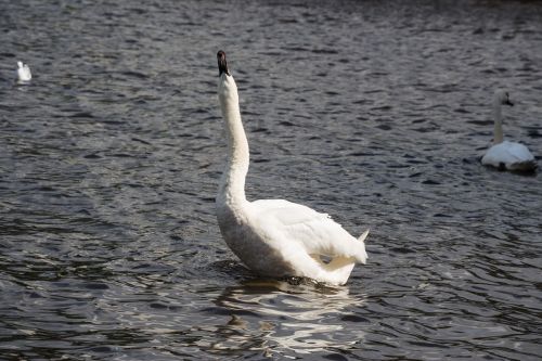 swan water animal world