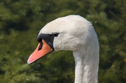 swan swan head portrait