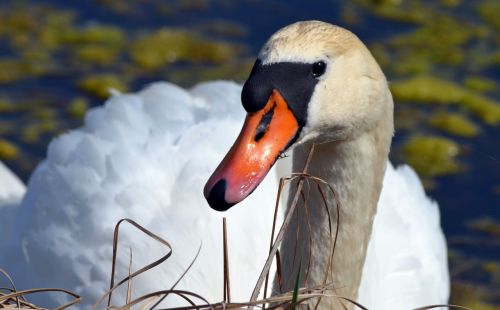 swan close animal