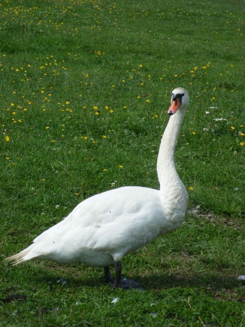 swan animal bird