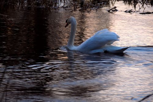 swan water sunset