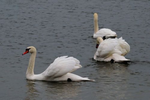 swan bird wild birds