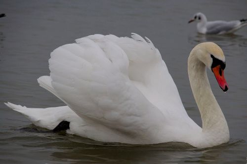 swan bird wild birds