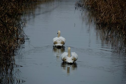 swan bird wild birds
