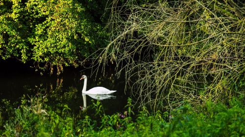 swan danube swim