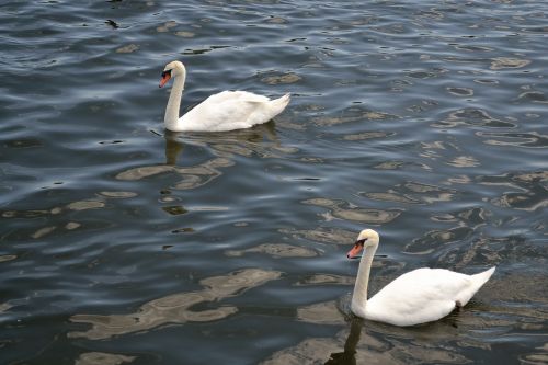 swan birds wildlife
