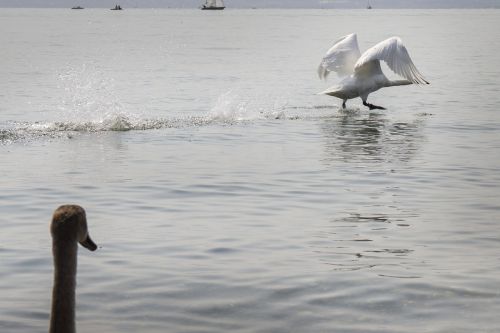 swan start water bird