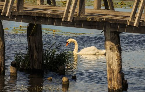 swan lake spring lake