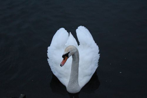 swan otley river