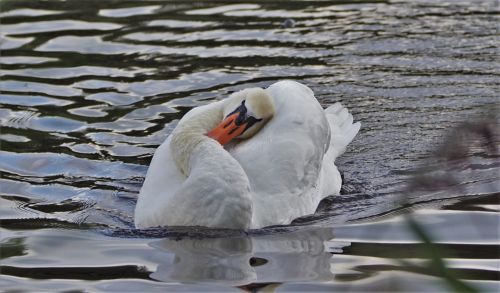 swan mute swan nature