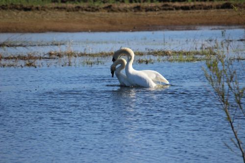 swan couple love