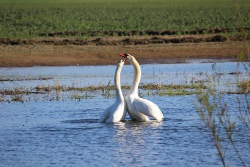 swan couple love