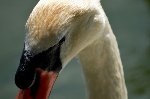 swan portrait lake