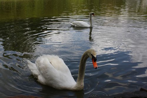 swan white lake