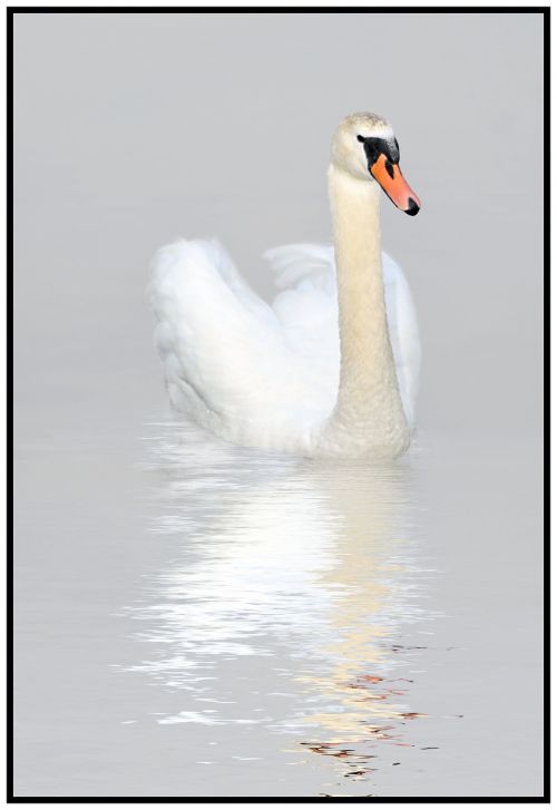 swan reflection nature