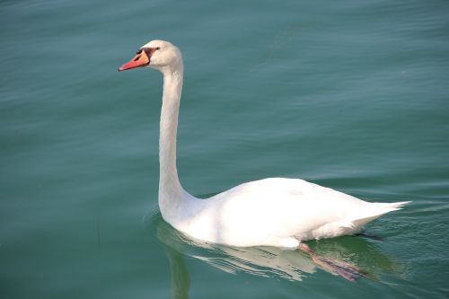 swan fauna water bird